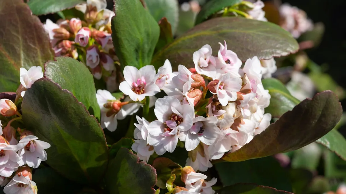 Frosthart und pflegeleicht - Diese Bodendecker überzeugen im Winter