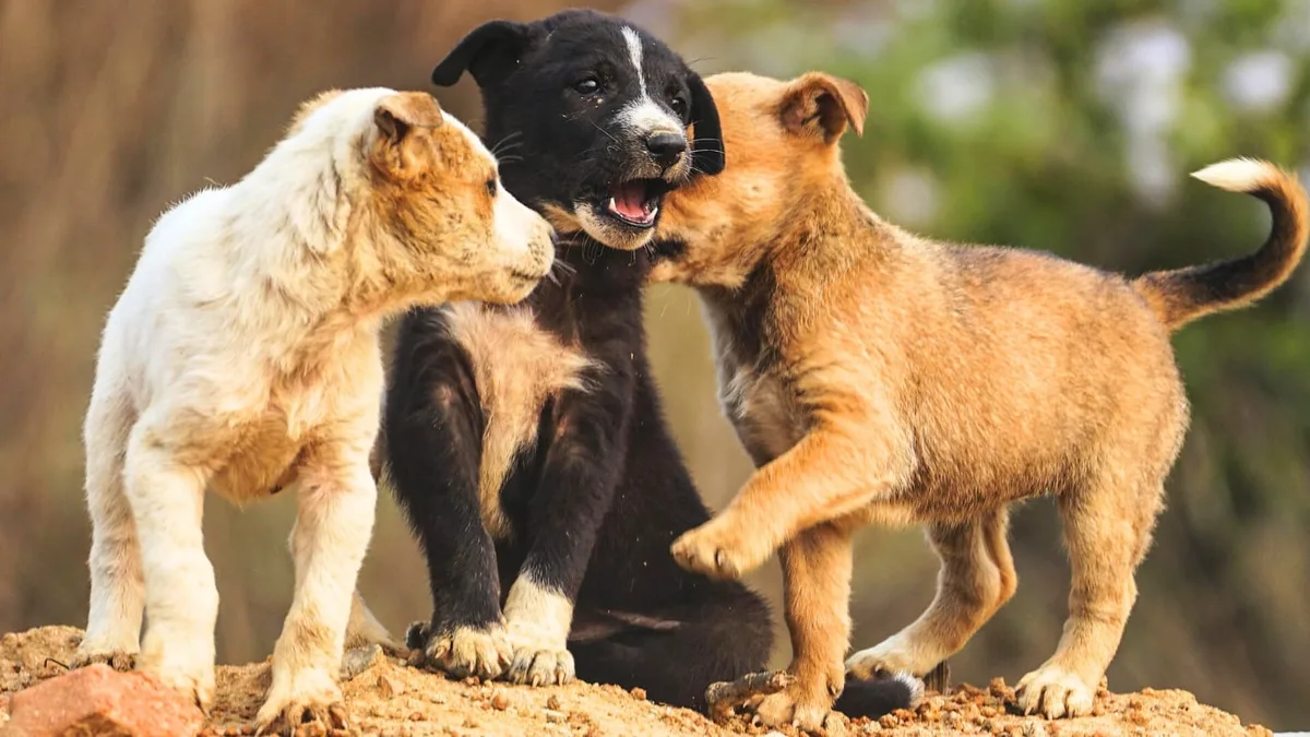 Lo dice Harvard: lo que vive un perro durante sus primeros 6 meses puede cambiar su comportamiento para siempre