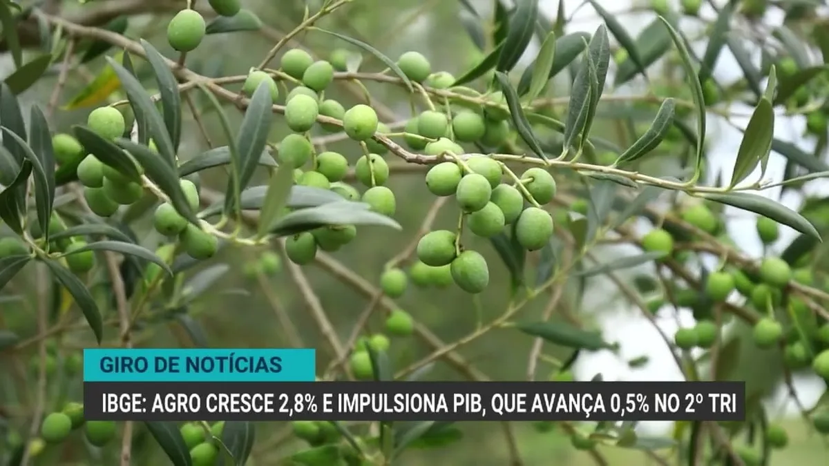 Agropecuária cresce 2,8% e impulsiona PIB brasileiro no 2º trimestre de 2026