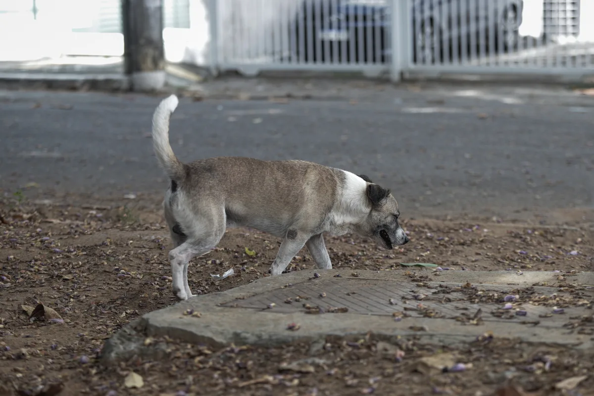 Mulher é proibida de viajar com cachorro em ônibus na Bahia; saiba regras