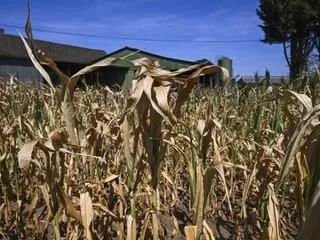 Il n’a plu que 0,2 mm en août 2026 au Mans : la sécheresse est-elle plus intense qu’en 1976 ?