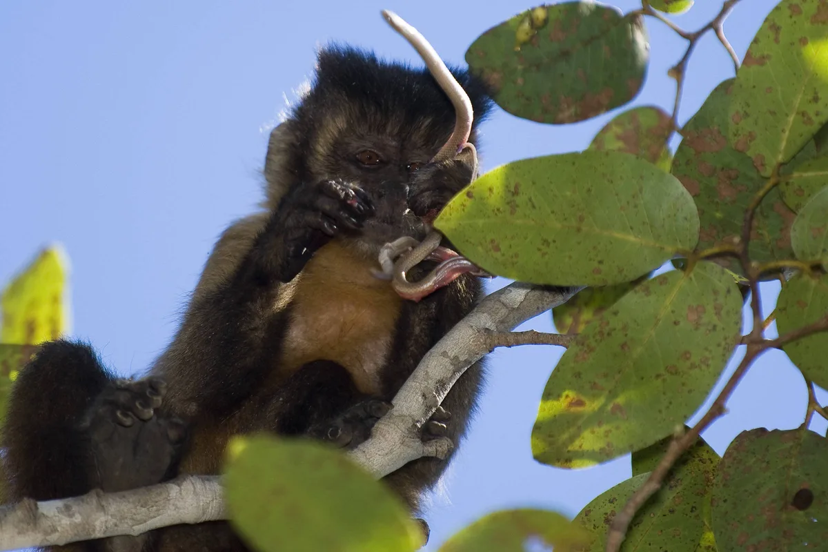 Sem fruta, macaco-prego vira caçador tal como ancestrais humanos