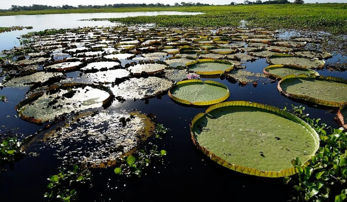 O que cada candidato ao governo de MS planeja para o futuro do Pantanal