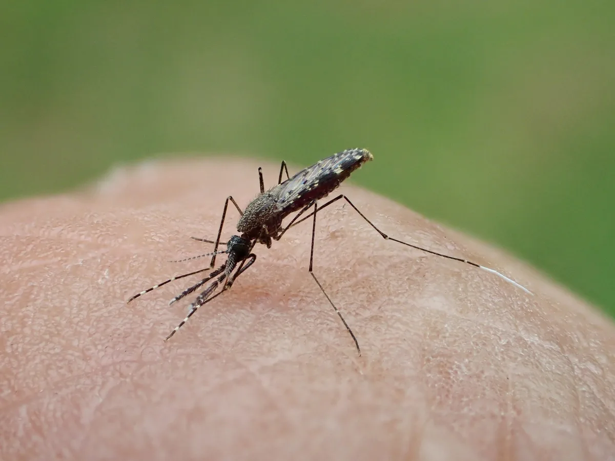 Alemanha tem 3ª morte por malária de mosquito levado de avião