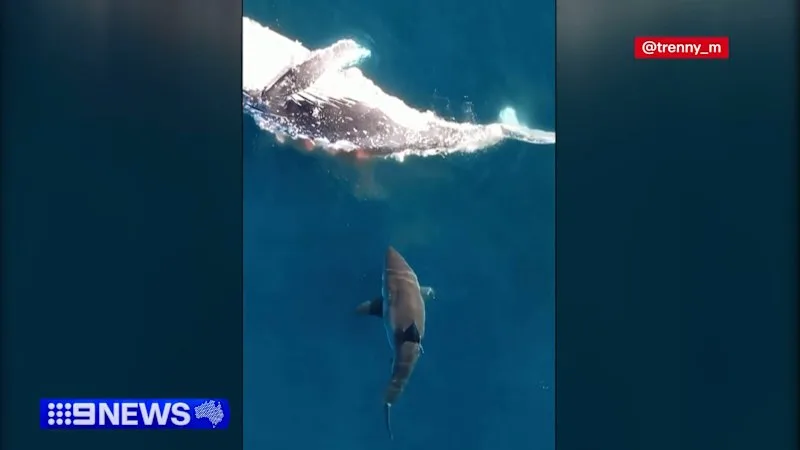 Great white shark turns on fishermen's boat