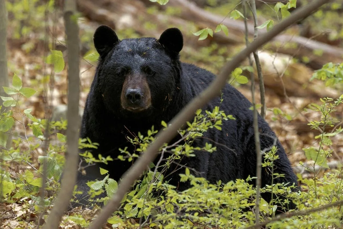 Florida aumenta el número de osos que podrán ser cazados y estrena un polémico sistema