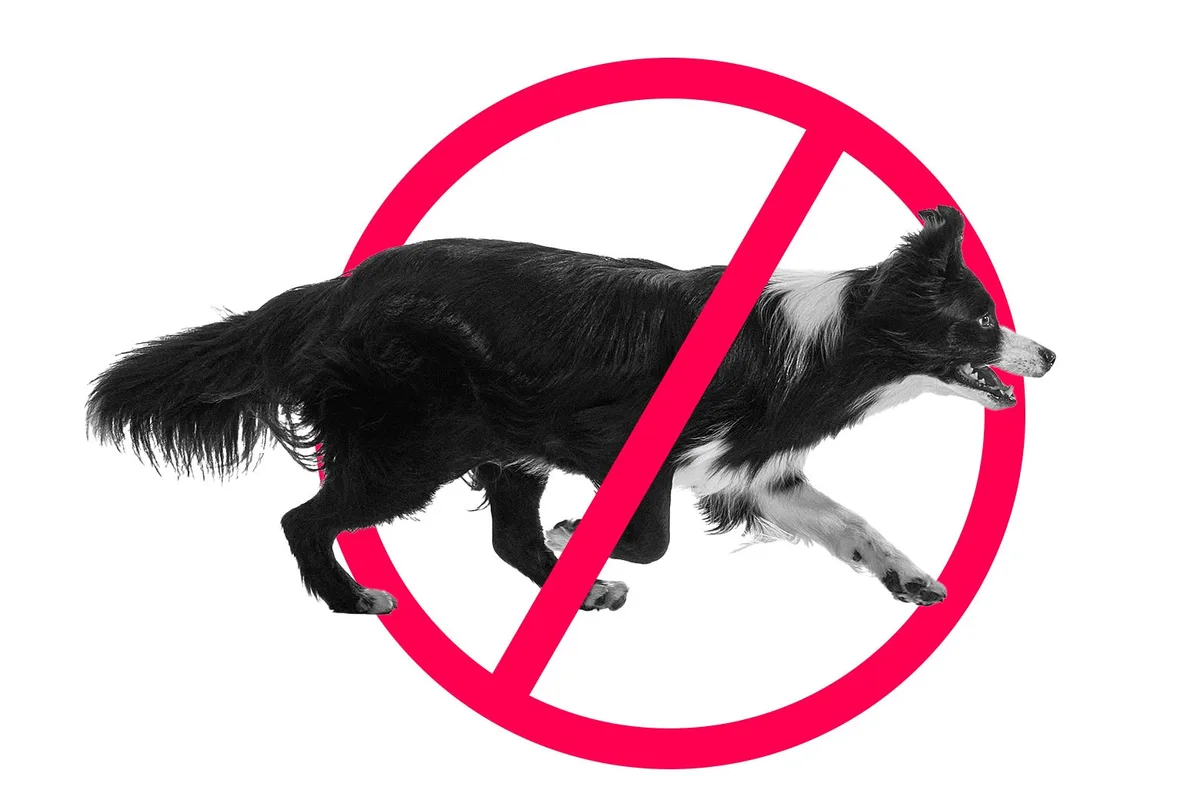 Our Neighbors Have a Particular Way of Dealing With Loose Dogs. My Daughter Won’t Listen.