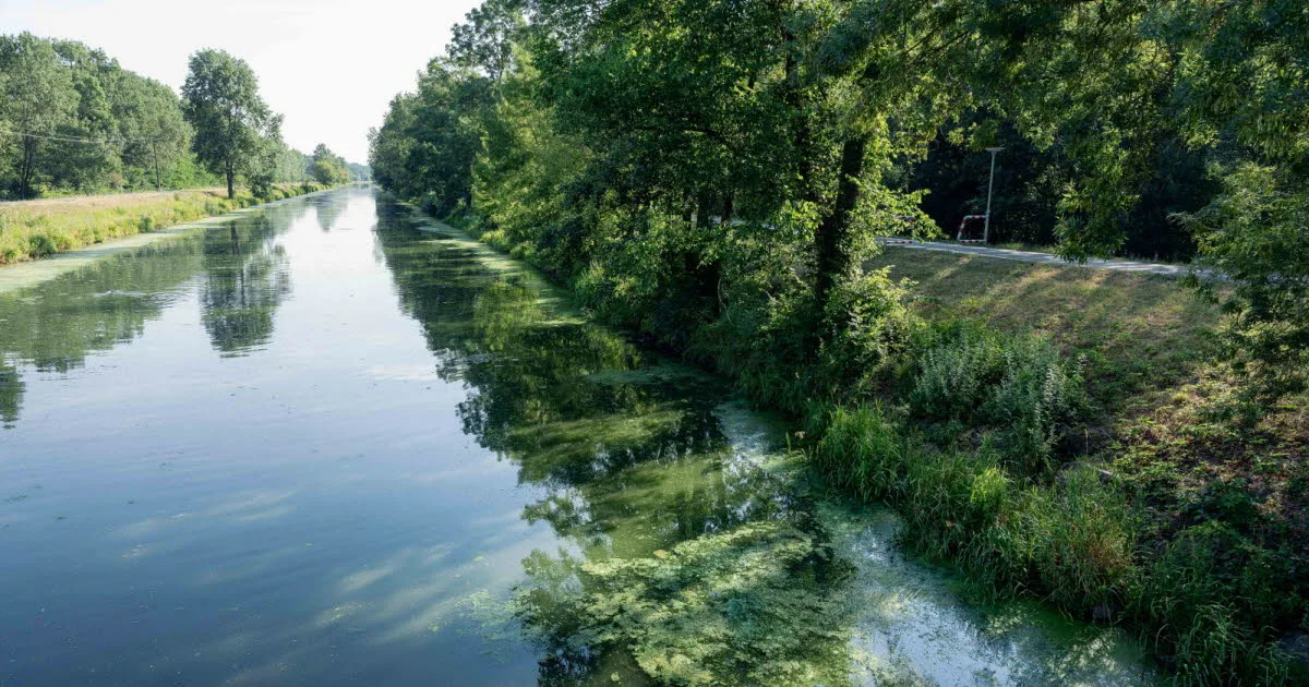 Environnement. « C’est un problème de société » : la difficile lutte contre le fléau des cyanobactéries dans l'eau
