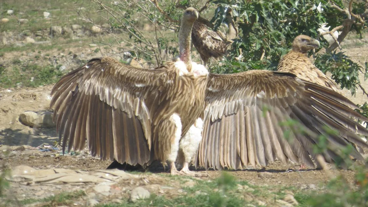 For vultures near Dehradun, 2.4 km separates survival from electrocution