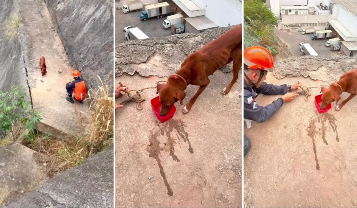 Cadela é resgatada ferida após passar dias amarrada em pedra no alto de morro em Cachoeiro