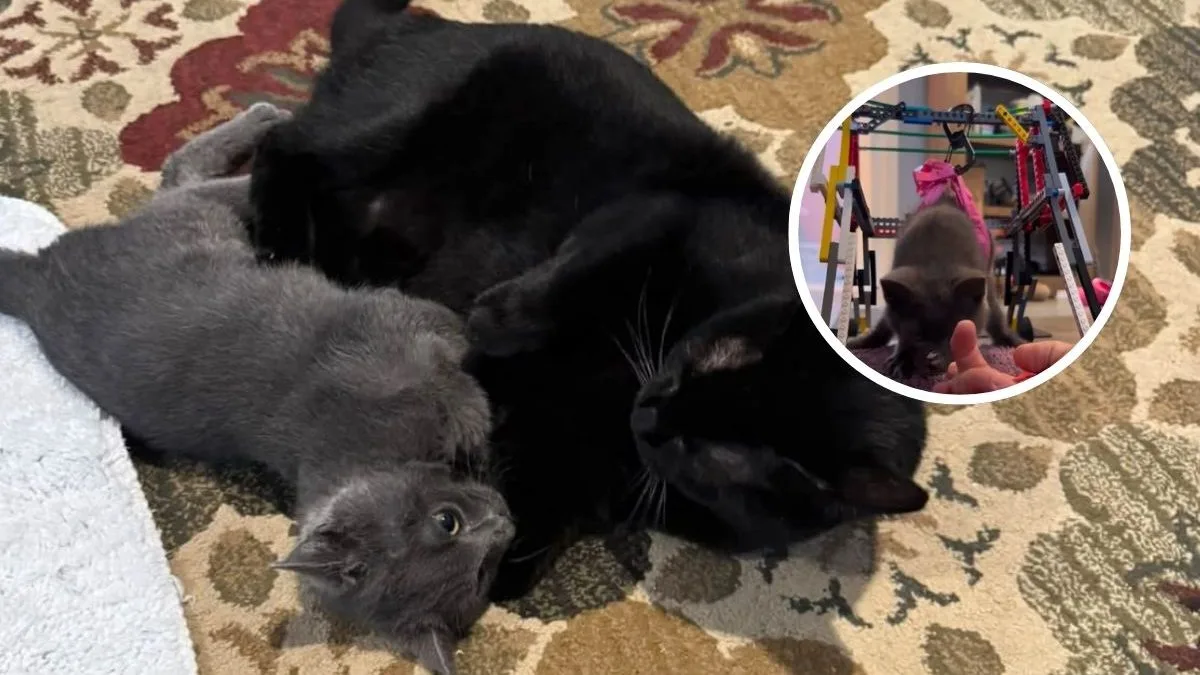 Gatinho de 4 meses com problema neurológico grave dá seu primeiro passo através de uma cadeira de rodas feita de Lego e comove a web