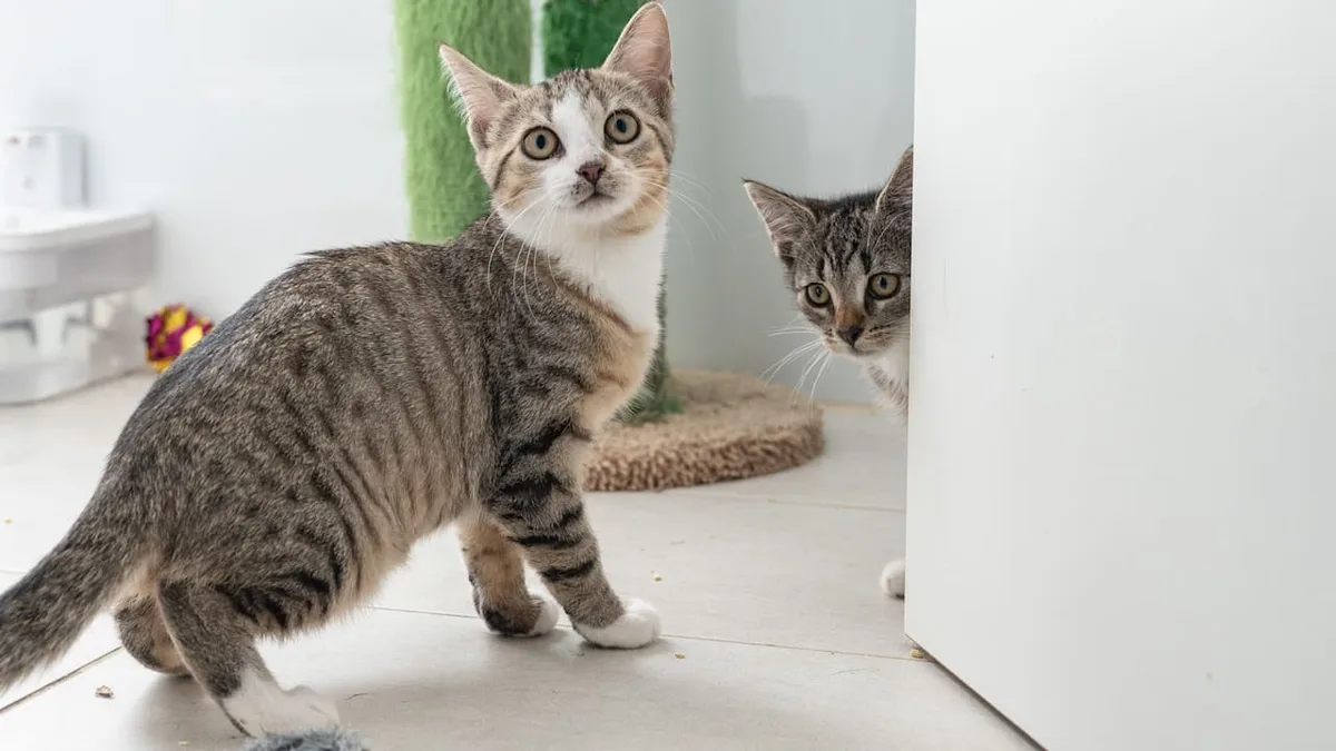 Studie zeigt - So reden Sie richtig mit Ihrer Katze