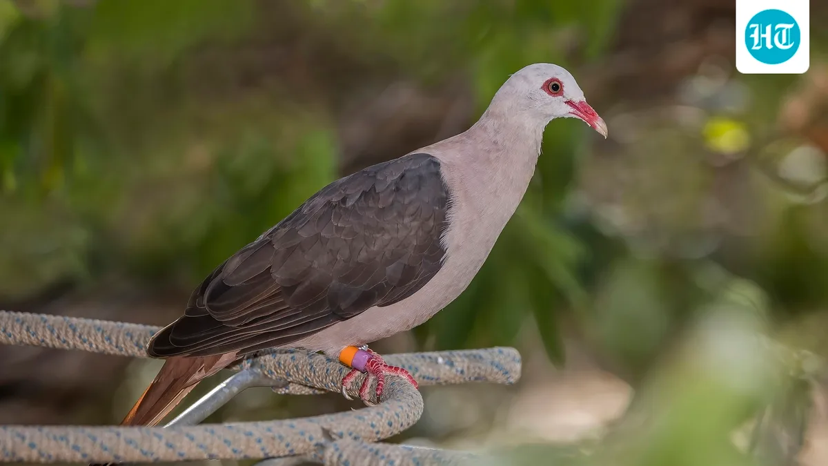 By the early 1990s, just 10 pink pigeons remained in Mauritius; captive breeding helped the wild population recover to 400 to 480 birds