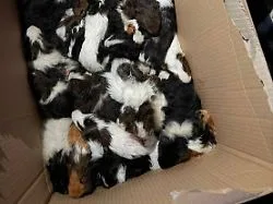Region sucht früheren Halter: Dutzende Meerschweinchen in Wald ausgesetzt