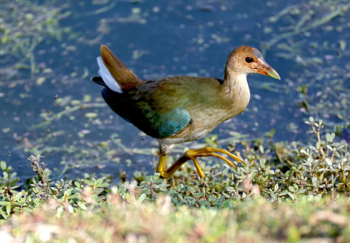 Rare bird draws flocks of Southern California birders to this Irvine marsh to get a glimpse