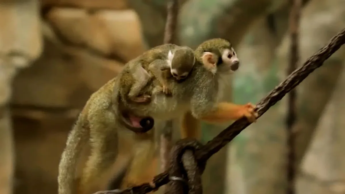 Baby-Affe klammert sich an Mama fest - So reist der Nachwuchs durch den Brookfield Zoo