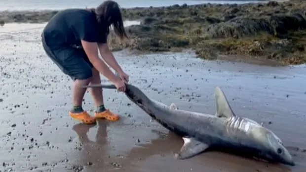 Teen saves a shark that washed up on the beach | The Moment