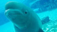The uncertain future of Canada's 30 rescued belugas