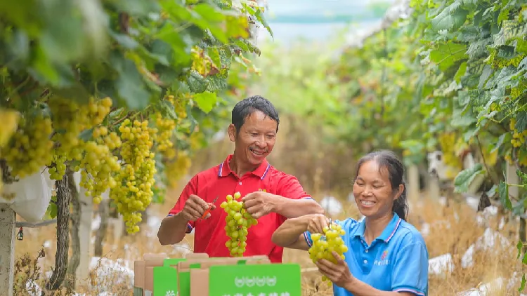 Xi extends greetings ahead of farmers' harvest festival