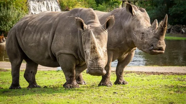 Erstmalig: Niedersächsische Nashörner reisen für Zucht nach Mexiko
