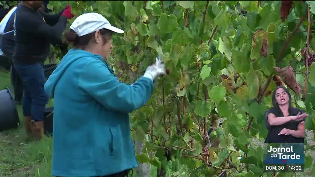 Região demarcada do vinho verde. Vindima faz-se cada vez mais cedo