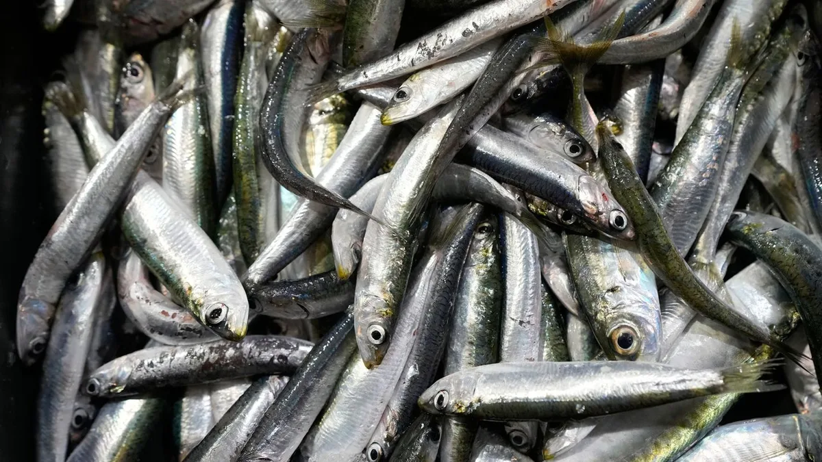 Einzelhandel: Sardinen in Lebensmittelgeschäften teilweise knapp