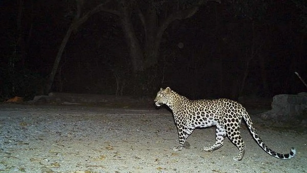 Priest killed in suspected leopard attack in Magadi; villagers demand action