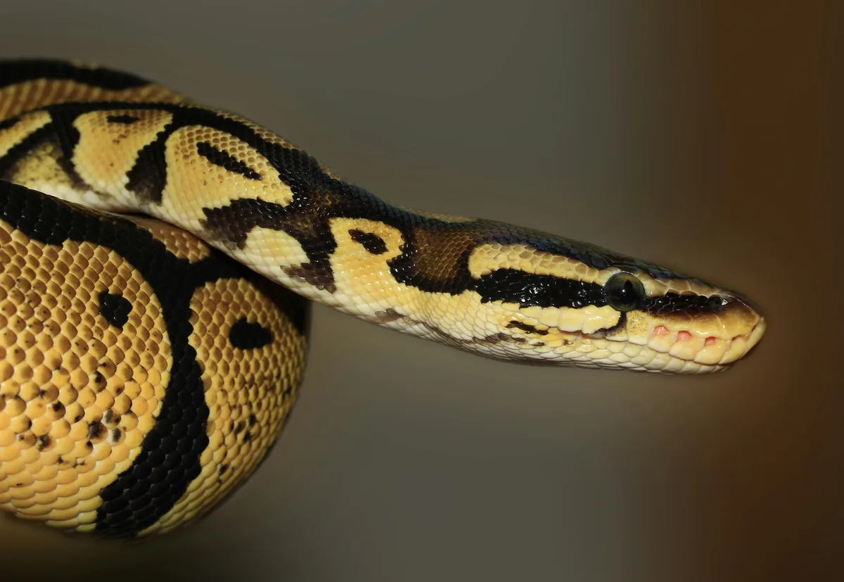 Por que o risco de AVC aumenta após picada de cobra? Estudo investiga