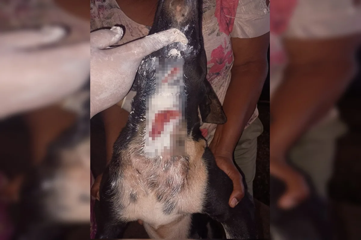 Mistério: polícia é acionada após ataques de animal em área do DF