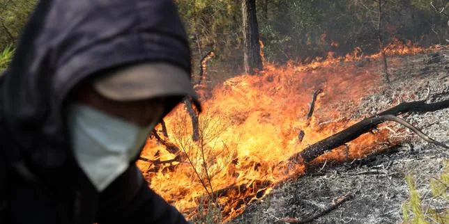 En Algérie, douze morts dans des incendies de forêts