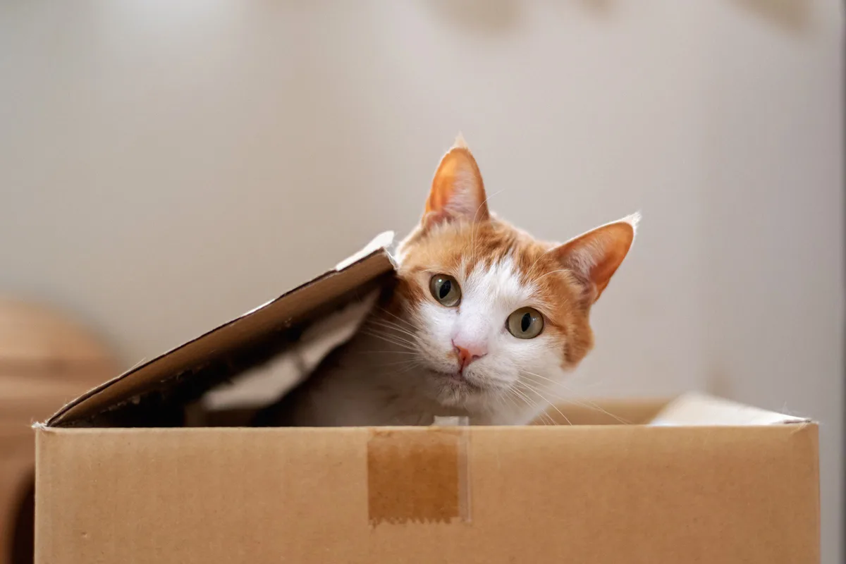 Is It Even Possible to Understand Quantum Mechanics?