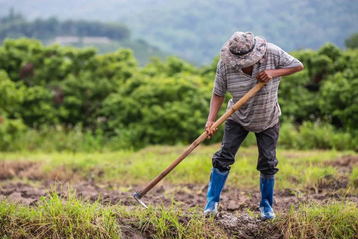 TRF-3 valida extensão da condição de trabalhador rural entre cônjuges