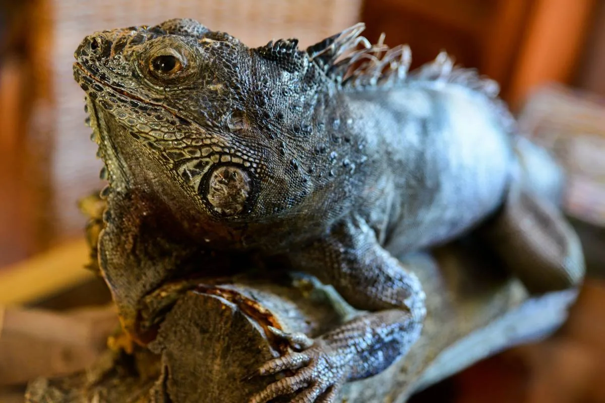 Detienen a una rusa en el aeropuerto de Ecuador con 32 iguanas vivas en su equipaje