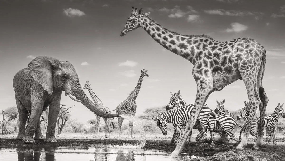 Winners of the Wildlife Photographer of the Year 2026