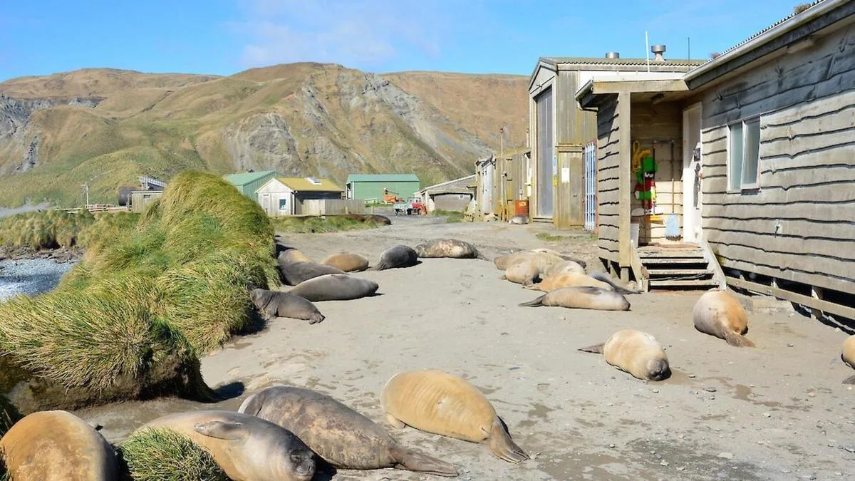 Dozens of Aussie scientists will be evacuated from Macquarie Island over bird flu threat