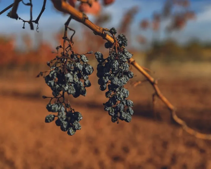 French wine industry facing historic low harvest after extreme summer heat