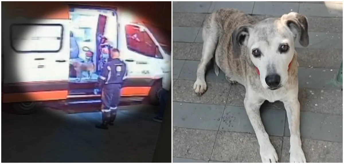 Após mais de um mês desaparecida, cachorrinha idosa que entrou em ambulância com tutor é encontrada em SP