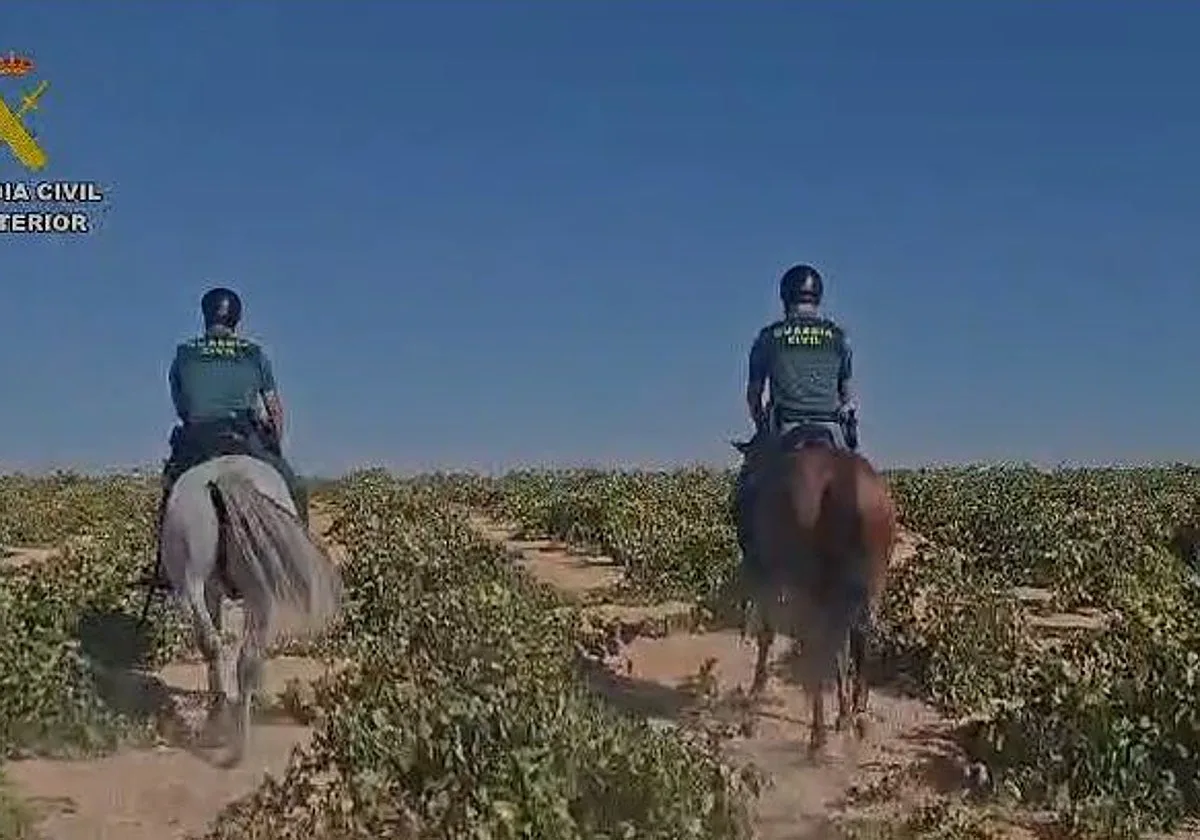 La Guardia Civil refuerza la vigilancia en Toledo durante la campaña vitivinícola 2026