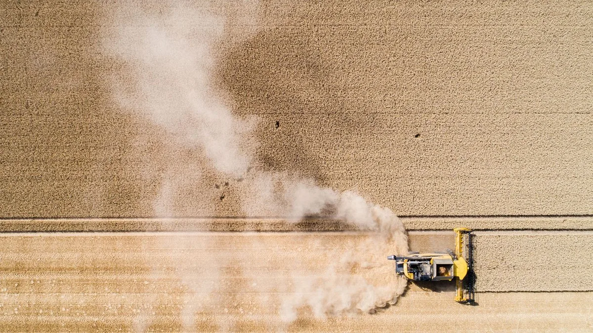 Agrar: Weniger Winterweizen und Raps – Landwirte kämpfen mit Dürre