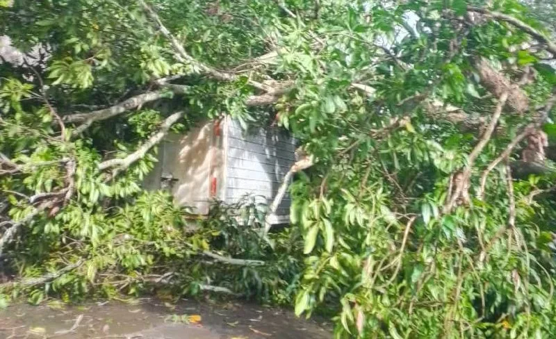 Árbol que sucumbió por los fuertes vientos en Barinas arropó el camión de una escuela