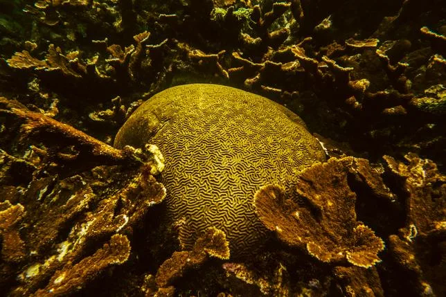 Et si on assurait le corail ?