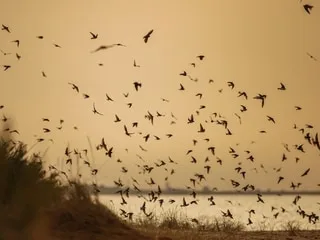 Observer les oiseaux, écouter les chauves-souris… Voici quelques idées de sortie nature organisées par la LPO en Vendée