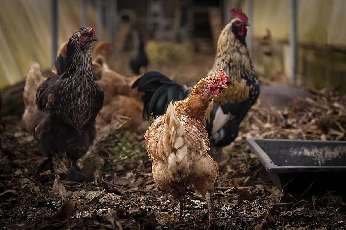 Japão levanta restrições à importação de aves de Portugal