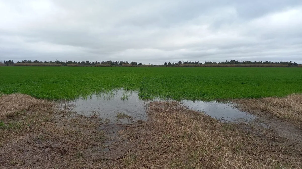 “Hay que aprovechar las ventanas del clima”: los desafíos de la campaña agrícola entre la humedad y los costos