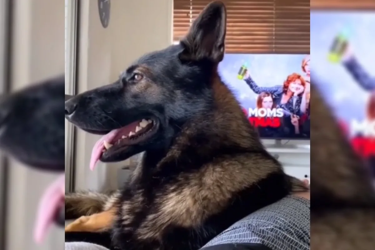 “Cocaína”: la reacción de un perro policía al escuchar a su dueño