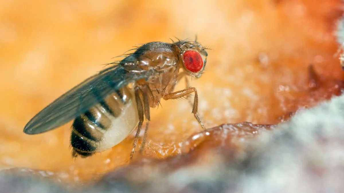 Kork statt Chemie - Wie Naturkork Fruchtfliegen erfolgreich fernhält