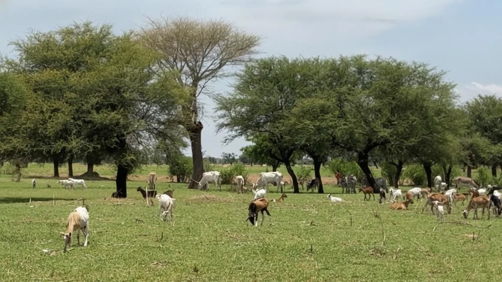 Sénégal: à Diohine, la jachère permet de lutter contre la dégradation des sols