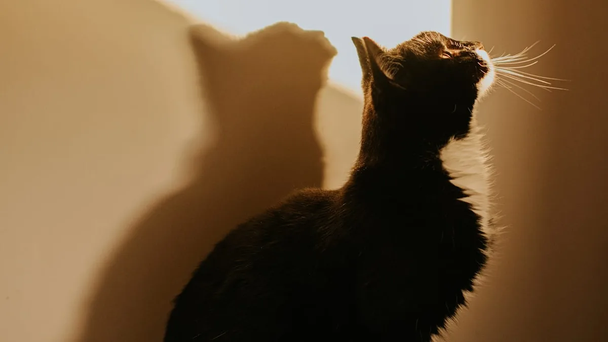 Normales Verhalten? - Darum starren Katzen minutenlang die Wand an
