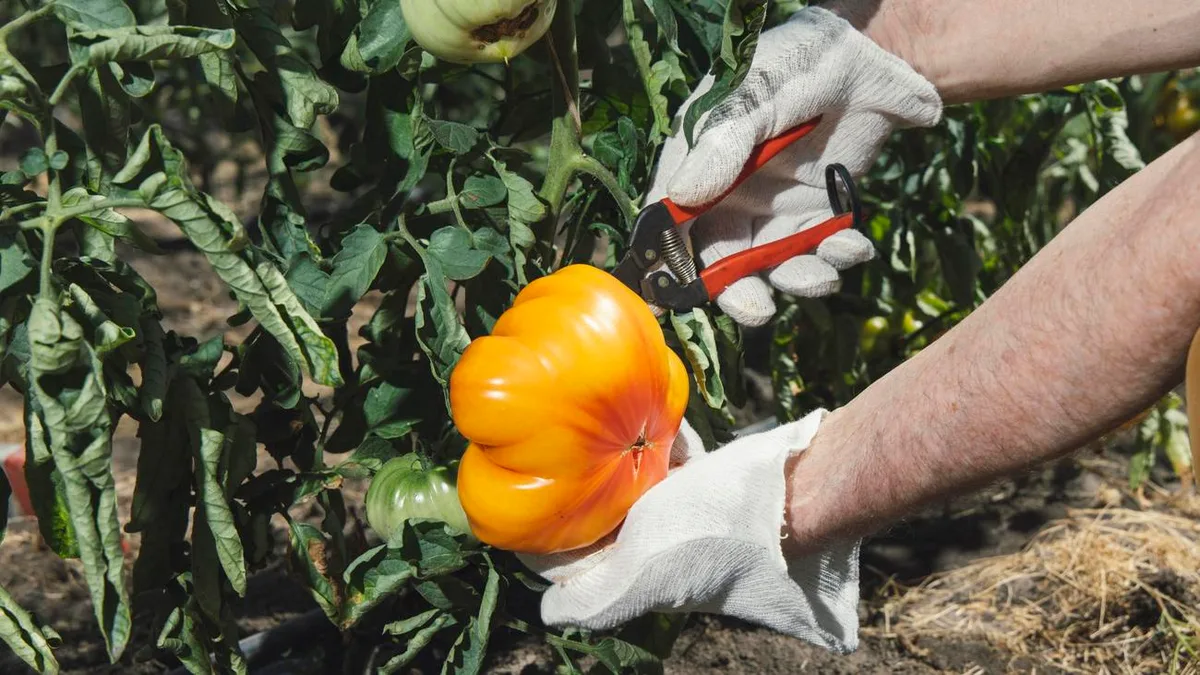 Tomate: Eine Liebeserklärung an das runde Wunder