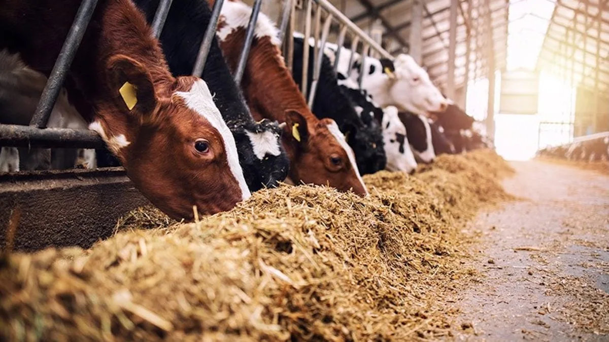 Aumento em estoque público para alimentação animal é sancionado